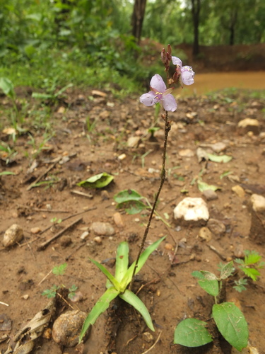 Murdannia edulis, photograph 3
