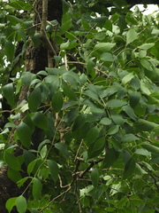 Schrebera swietenioides