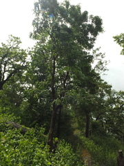 Schrebera swietenioides