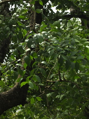 Schrebera swietenioides
