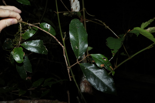 Dissiliaria baloghioides, photograph 6