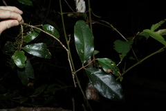 Dissiliaria baloghioides, photograph (c) Greg Tasney, some rights reserved (CC BY-SA)