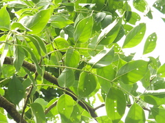 Schrebera swietenioides