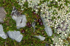 Coprosma atropurpurea