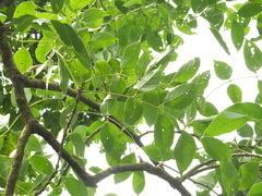 Schrebera swietenioides