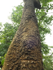 Schrebera swietenioides