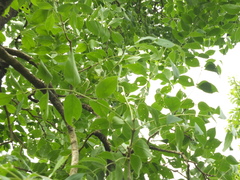 Schrebera swietenioides