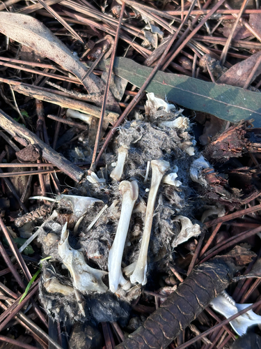 View observation of {o.common_name} on iNaturalist