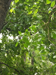 Schrebera swietenioides