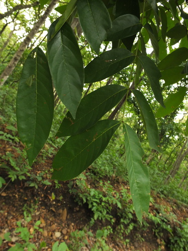 Image of Xylia xylocarpa by (c) Siddarth Machado, some rights reserved (CC BY)