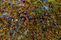 Coprosma atropurpurea