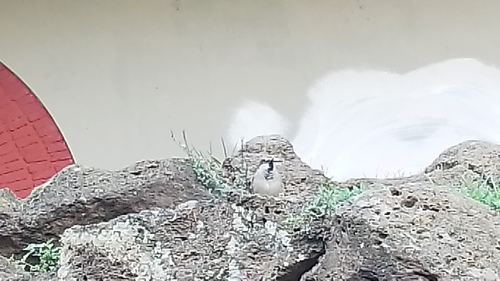 Moineau domestique, mâle