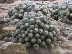 Mammillaria voburnensis
