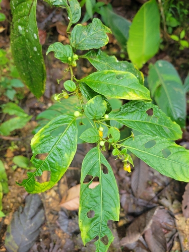 Capsicum lycianthoides (Capsicum lycianthoides)