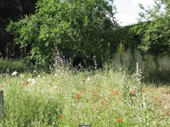 Verbascum thapsus thapsus