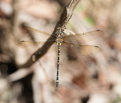 Eusynthemis virgula