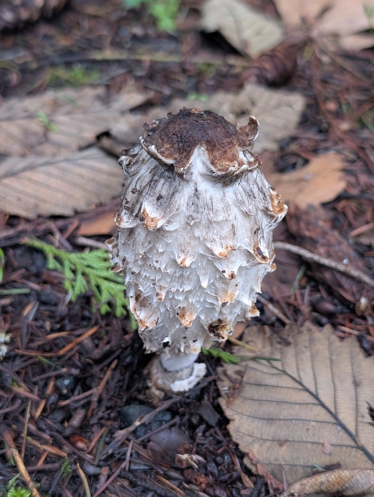 Coprinus comatus · January 2026 · photo: © speen (iNaturalist, cc-by)