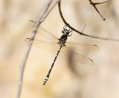 Eusynthemis virgula
