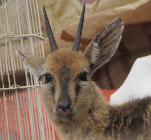 Bush Duiker
