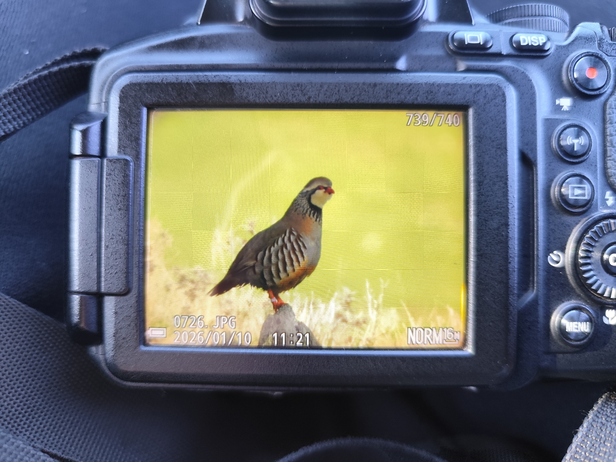 Red-legged Partridge (Alectoris rufa), photo 7