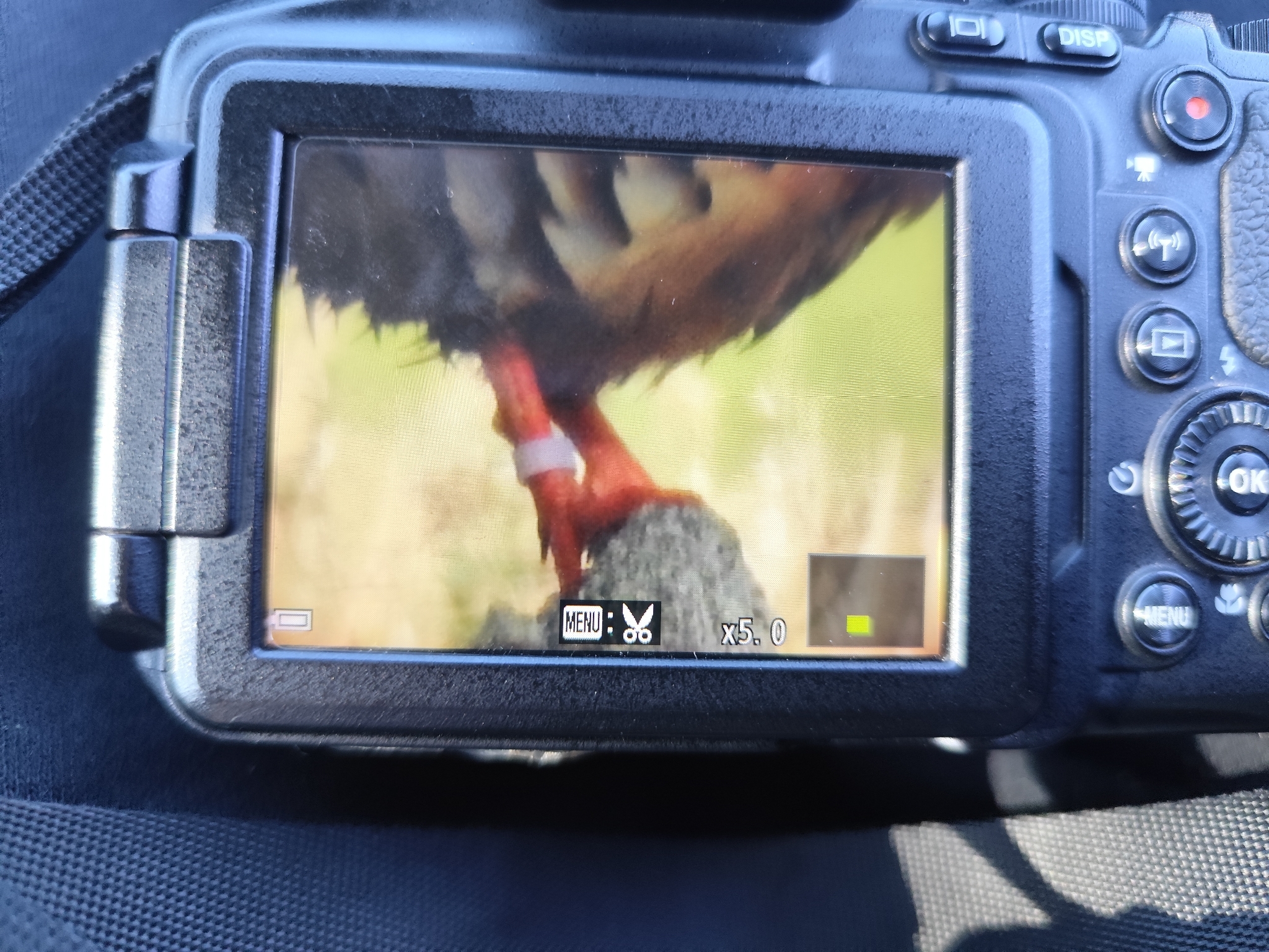 Red-legged Partridge (Alectoris rufa), photo 8