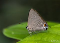 Rapala iarbus iarbus