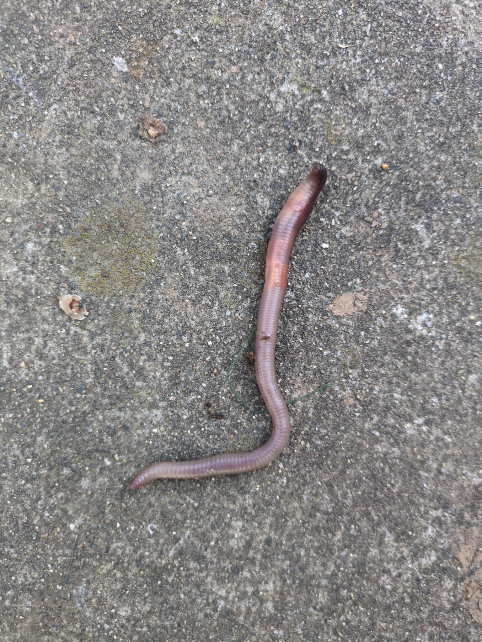 Lumbricus terrestris Linnaeus, 1758