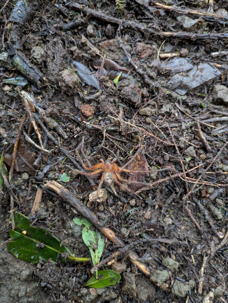 Olios canariensis