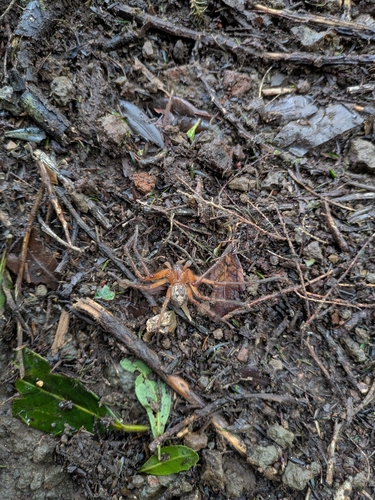 Olios canariensis