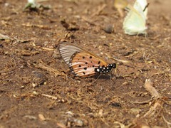 Acraea neobule neobule