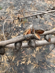 Hakea dactyloides