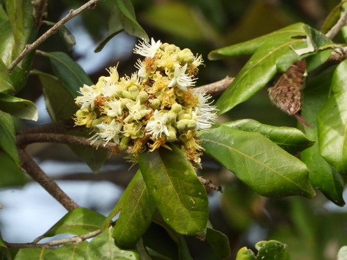 Couepia polyandra (Couepia polyandra)