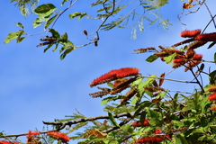 Combretum fruticosum