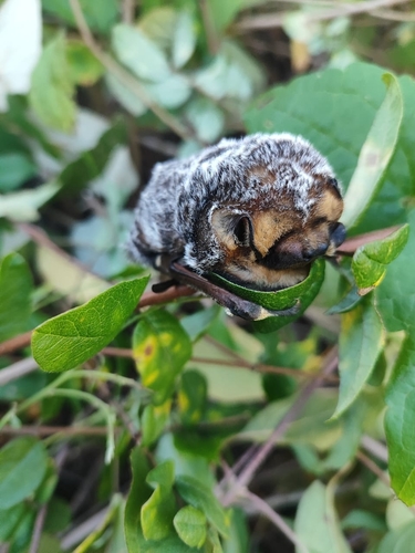 Murciélago canoso de cola peluda observed by lize