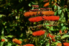 Combretum fruticosum