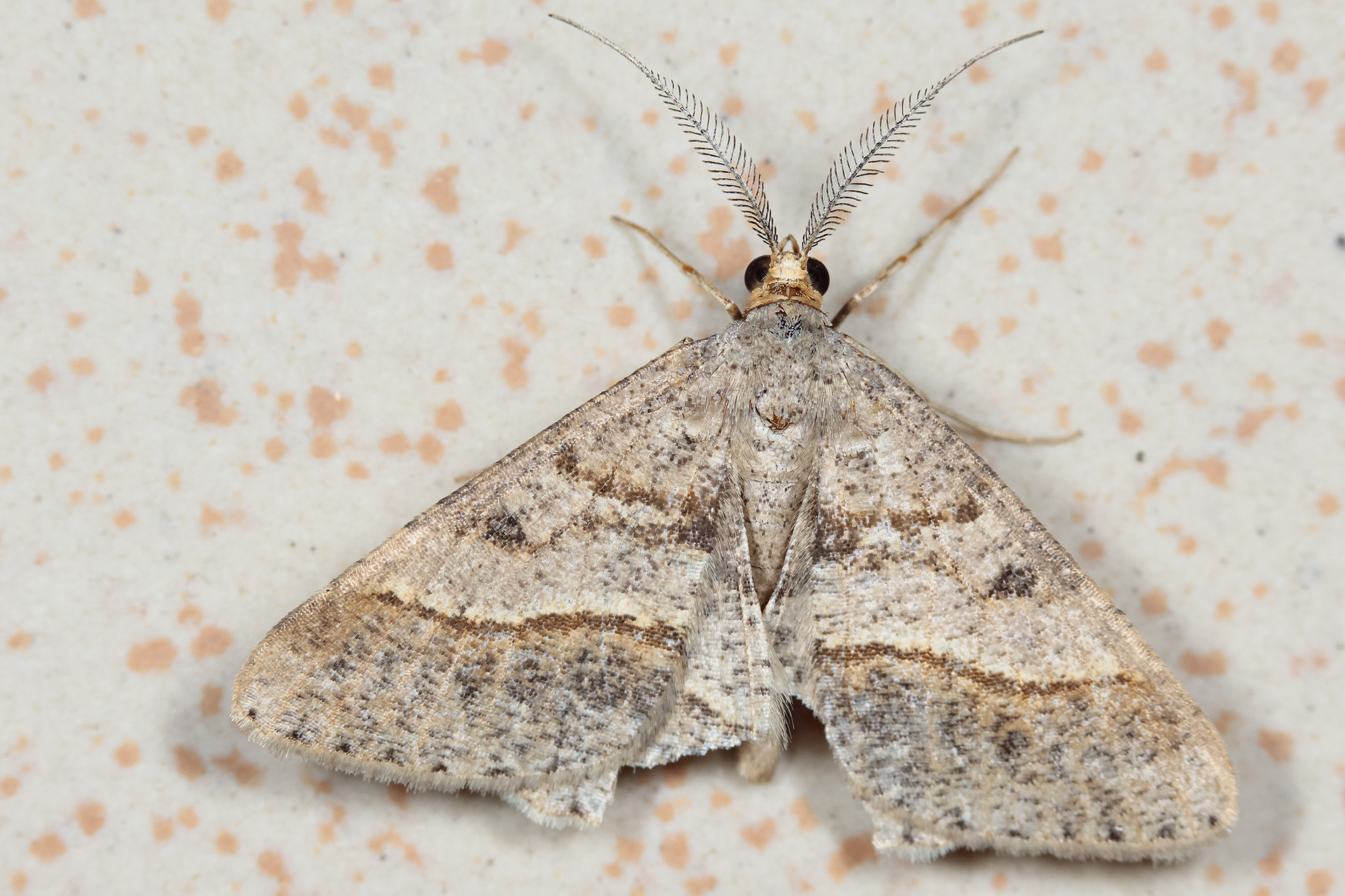 Isturgia deerraria