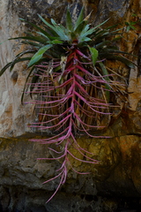 Tillandsia juerg-rutschmannii