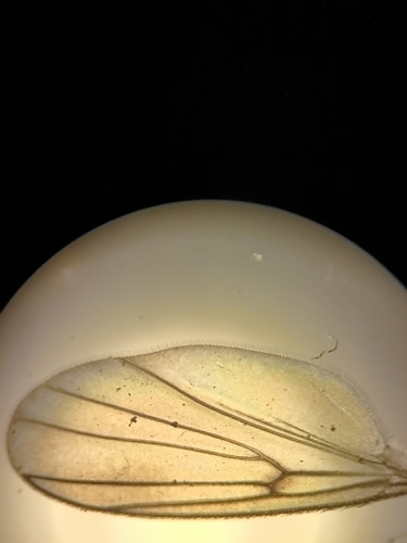 Zygomyia pictipennis