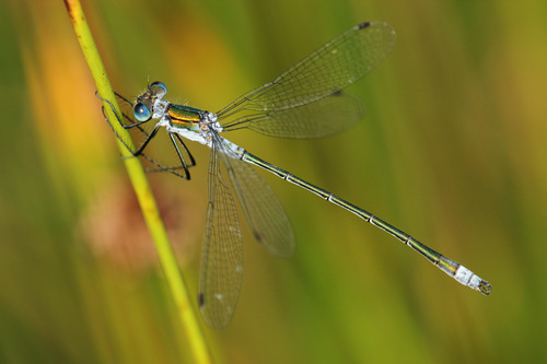 Lestes sponsa (Hansemann, 1823)