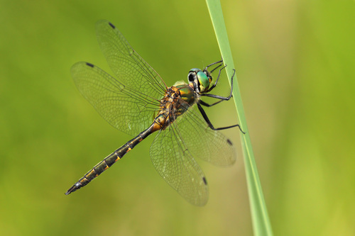 How to identify Somatochlora flavomaculata (Vander Linden, 1825)