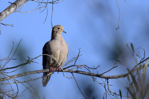 Mourning Dove