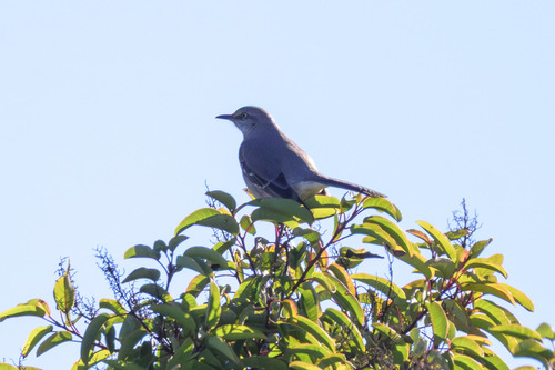 Northern Mockingbird