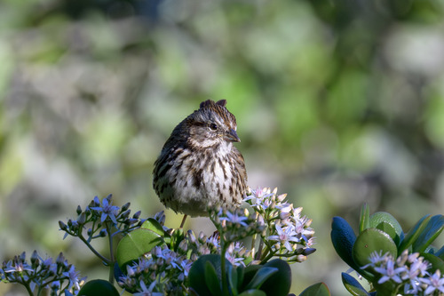 Song Sparrow