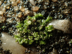 Phaeophyscia nigricans