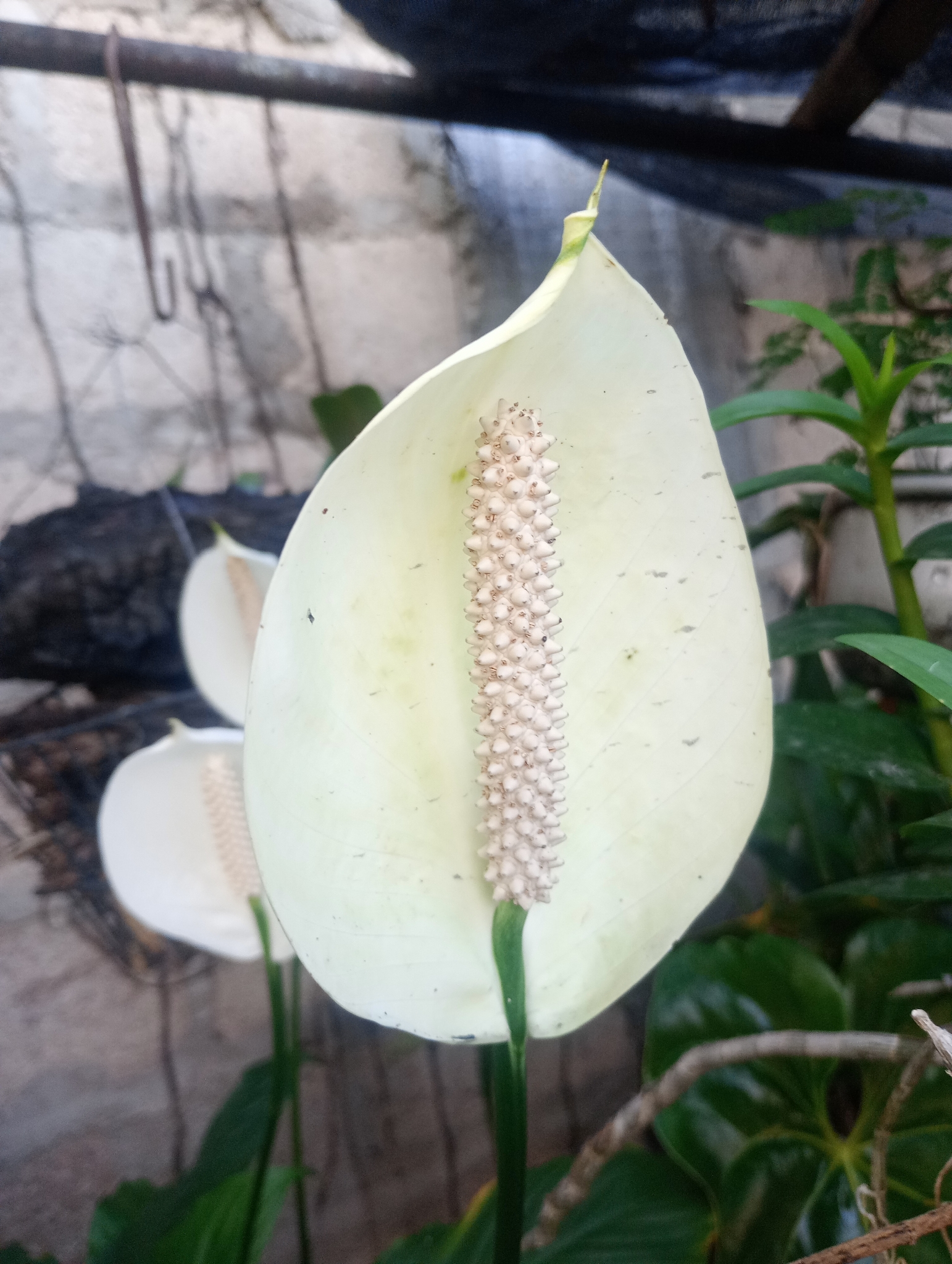 Peace lily foliage on a water-grown plant
