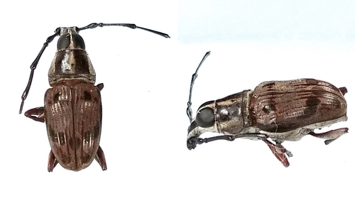 Mecocerinopis amabilis observed 2019-12-11