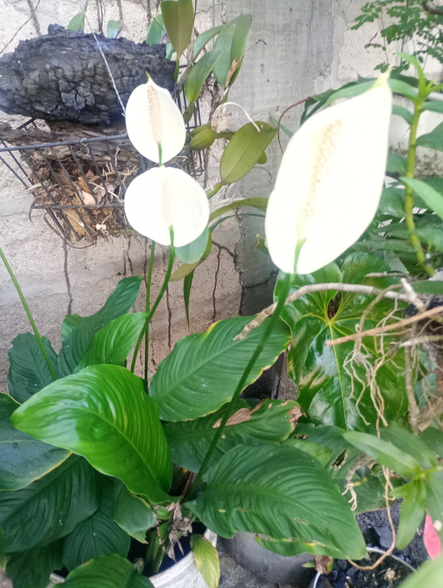 Water-grown peace lily leaves and spathe
