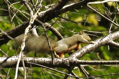 Callosciurus