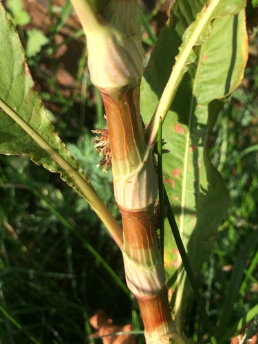Senegalese Knotgrass