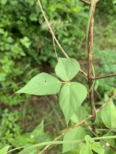 Vigna vexillata image